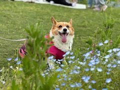 -花开海上生态园