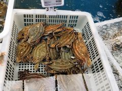 -盒马鲜生(大成店)