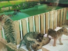 -栾川竹海野生动物园