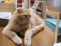 -藏猫猫咖啡主题馆(中央大道店)