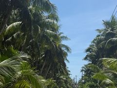 -东郊椰林