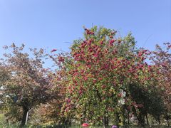 -百泉景区