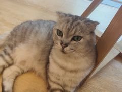 -猫咪派对(江南西店)