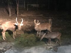-清迈夜间动物园