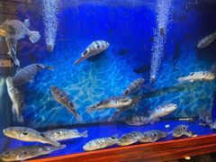 -肆月河豚·新淮扬(金融街店)