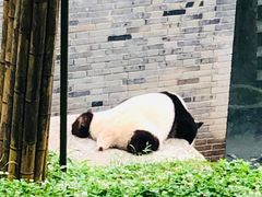 -都江堰中华大熊猫苑