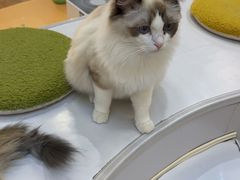 -COLOR PETS 撸猫馆·购猫·猫咖(长风大悦城店)