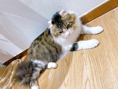-1013 PET SHOP精品宠物商店(丁香店)