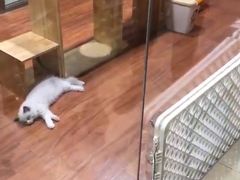 -乐宠宠物店(世纪金源店)