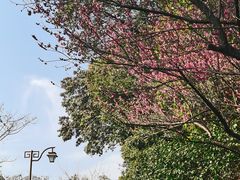 -杭州半山国家森林公园