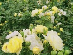 -人民公园(罗湖区)