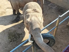 -西霞口神雕山野生动物世界