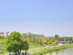 -空港花田景区
