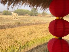 -长兴太湖图影湿地文化园