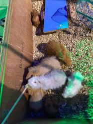 -酷嗒动物文化乐园(cutezoo西溪乐天城店)