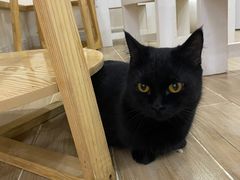 -李小姐の猫咖啡馆(五角场店)