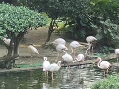 -九龙公园