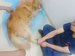 -美联众合宠物医院·爱萌分院·内外科·猫科中心