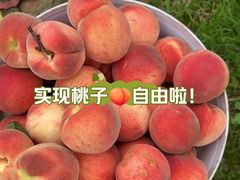 -桃源山庄·水蜜桃采摘·柴火鸡·烧烤团建(龙泉山店)