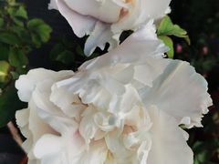 -溪岸路花鸟市场