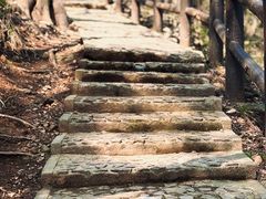 -上海佘山国家森林公园天马山园