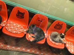 门面-猫咪博物馆(顶澳仔猫街店)