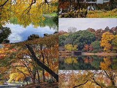 -上海共青森林公园