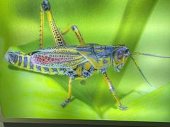 -上海昆虫博物馆