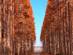 -黄海国家森林公园