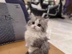 -猫十亿·布偶金渐层·曼基康矮脚猫舍(青年路店)