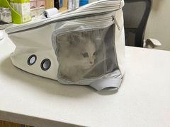 -爱佳宠物中心医院24H·CT·骨外科·猫专科(瑶海万达店)