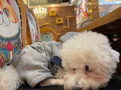 -more than meow吴止猫主题餐厅(承德 中船汇店)