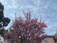 -成都南湖公园