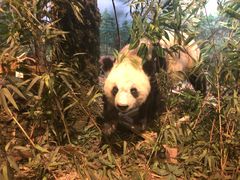 -陕西自然博物馆