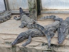 -石家庄市动物园