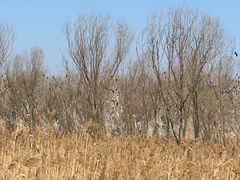 -盐城丹顶鹤湿地生态旅游区