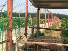 -河北村民俗体验园