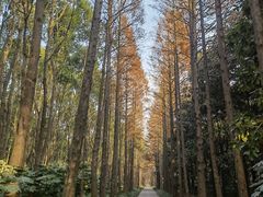 -上海滨江森林公园