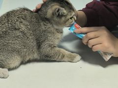 -瑞派福兴宠物医院犬猫全科·骨科·中西医结合(河东店)