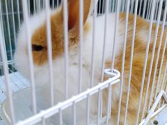 -曲阳花鸟市场(曲阳路店)