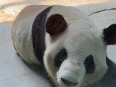 -灵玲国际马戏城