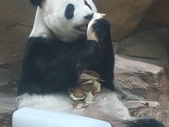 -成都动物园