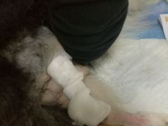 -瑞鹏宠物医院·骨科·猫科·内科(第一中心)