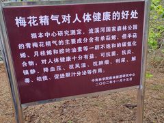 -广州市流溪河国家森林公园