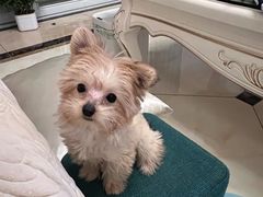 -艾贝尔宠物医院 ·内科全科(梁溪路店)