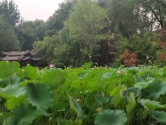 -莲湖公园