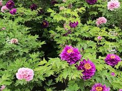 -洛阳市隋唐城遗址植物园