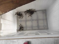 -阳澄湖大闸蟹·琼灵阁牌品牌连锁(吴中总店)