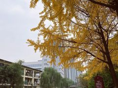 -成都市活水公园