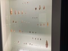 -青岛贝壳博物馆